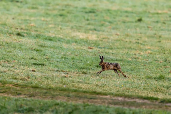 Lièvre Brun Sauvage Sur Une Prairie — Photo