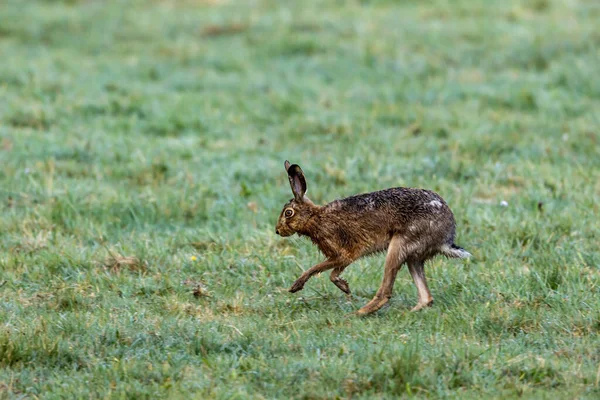 Lièvre Brun Sauvage Sur Une Prairie — Photo