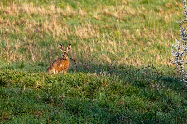 Een Wilde Bruine Haas Een Weide — Stockfoto