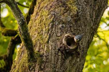 Ağaçta bir Nuthatch Kuşu