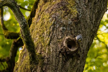 Ağaçta bir Nuthatch Kuşu