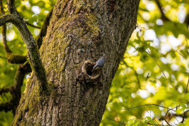 Ağaçta bir Nuthatch Kuşu