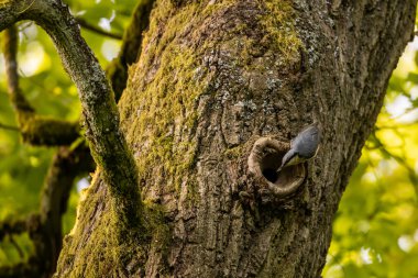 Ağaçta bir Nuthatch Kuşu