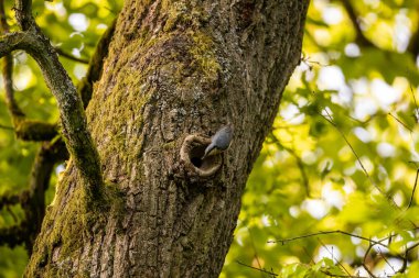 Ağaçta bir Nuthatch Kuşu