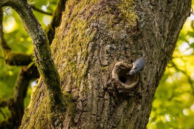 Ağaçta bir Nuthatch Kuşu