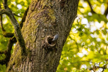 Ağaçta bir Nuthatch Kuşu