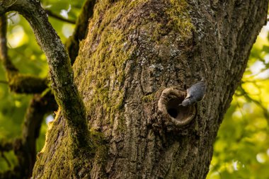 Ağaçta bir Nuthatch Kuşu