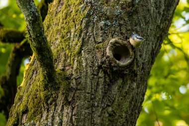 Ağaçta bir Nuthatch Kuşu