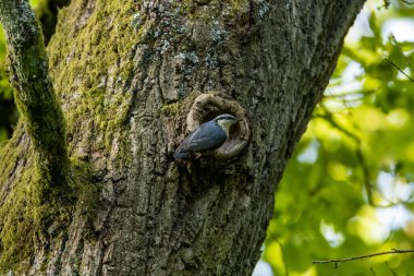 Ağaçta bir Nuthatch Kuşu