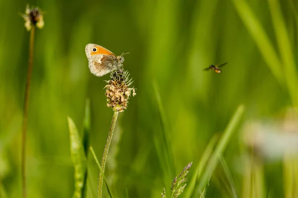 Маленькая Сенная Бабочка Траве — стоковое фото
