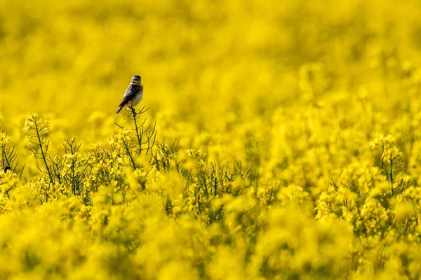 Whinchat Ave Canção Campo Estupro — Fotografia de Stock