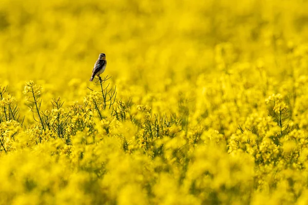 Whinchat Ave Canção Campo Estupro — Fotografia de Stock