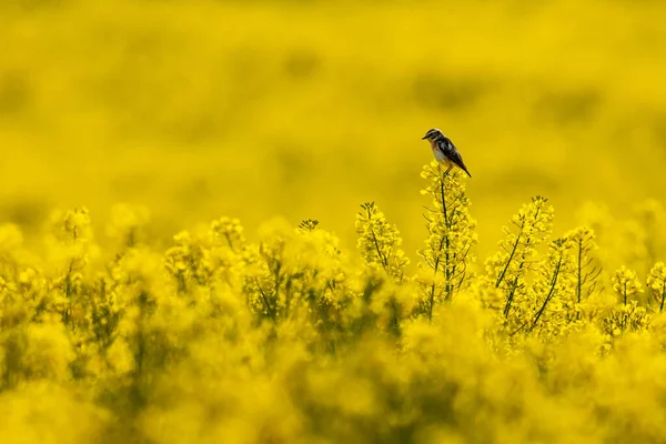 Whinchat Ave Canção Campo Estupro — Fotografia de Stock