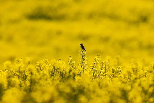 Whinchat Ave Canção Campo Estupro — Fotografia de Stock