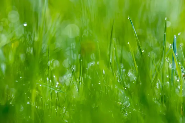 Rumput Hijau Dengan Tetes Embun — Stok Foto