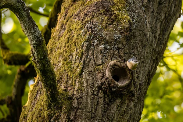 Ένα Πουλί Νουθατς Ένα Δέντρο — Φωτογραφία Αρχείου