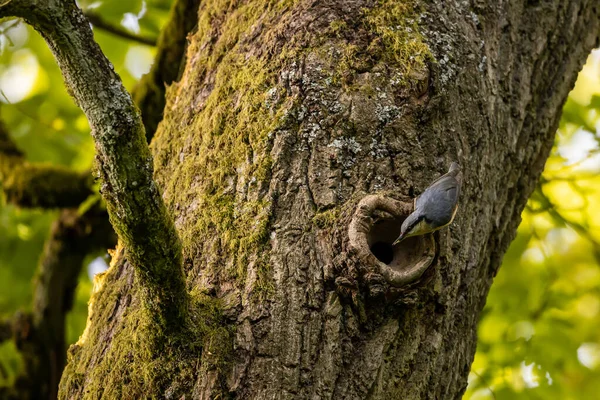 Pássaro Nuthatch Uma Árvore — Fotografia de Stock