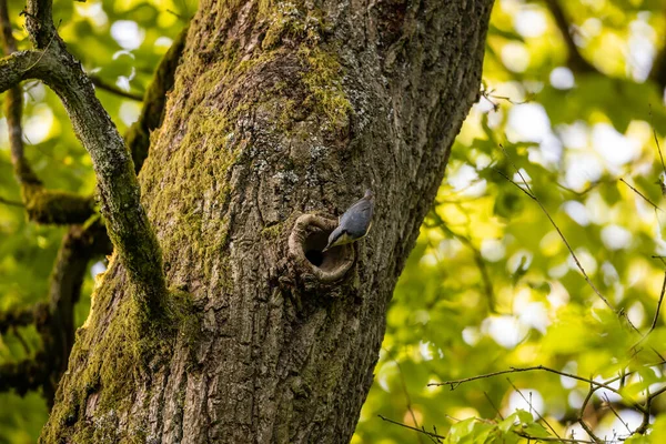 Nuthatch Bird Vid Ett Träd — Stockfoto