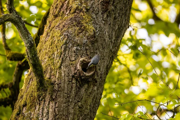 Ağaçta Bir Nuthatch Kuşu — Stok fotoğraf