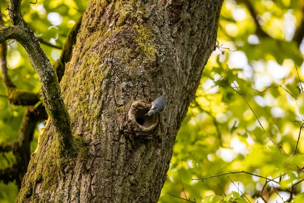 Pássaro Nuthatch Uma Árvore — Fotografia de Stock