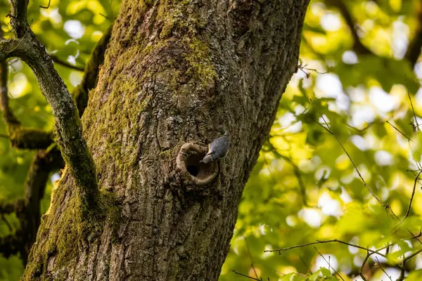 Ağaçta bir Nuthatch Kuşu