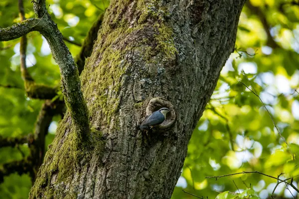 Ein Kleiber Einem Baum — Stockfoto