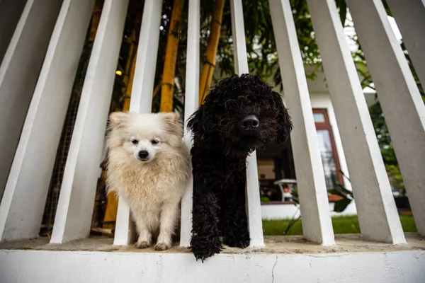 Little Cute Dog Pet — Stock Photo, Image