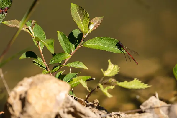 Červená Vážky Listu — Stock fotografie