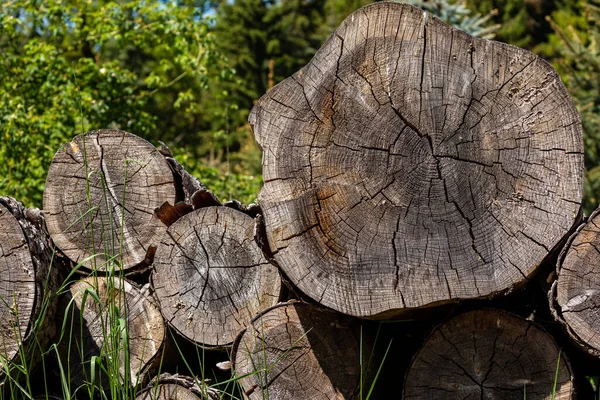 Cut Tree Forest — Stock Photo, Image