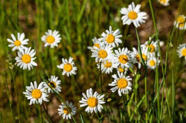 Tarlada ve çayırda papatyalar