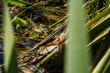 Gölette bir kurbağa