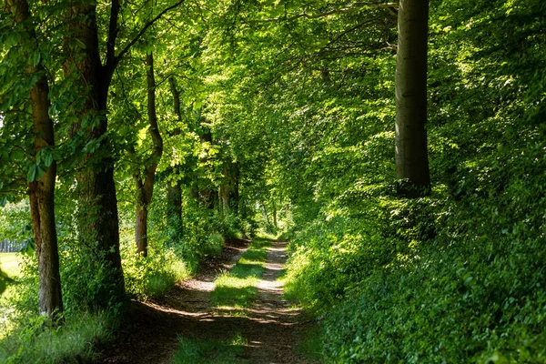 Gångstig Skogen — Stockfoto