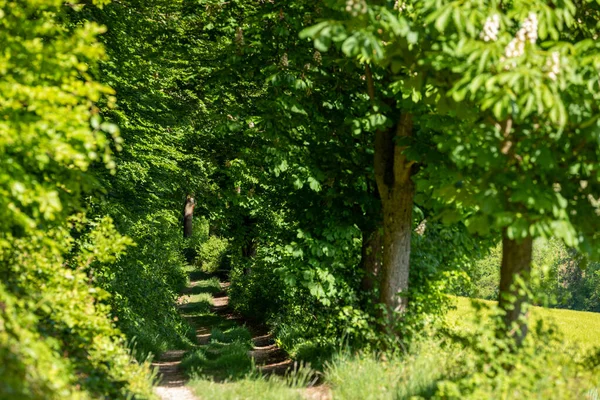 Gångstig Skogen — Stockfoto