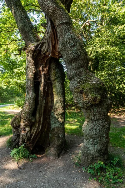 Almanya Nın Thüringen Hainich Ormanı Ndaki Old Oak — Stok fotoğraf