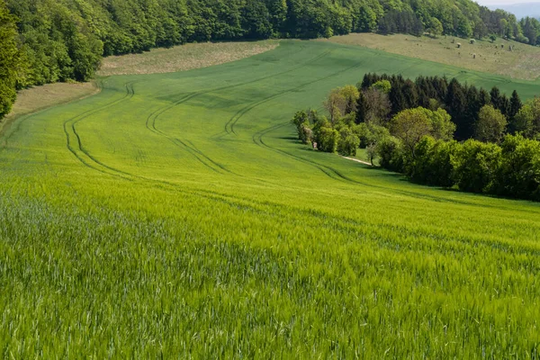 Landwirtschaft Und Ackerland Mit Getreide — Stockfoto