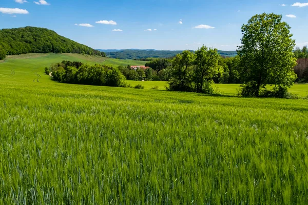 Landwirtschaft Und Ackerland Mit Getreide — Stockfoto