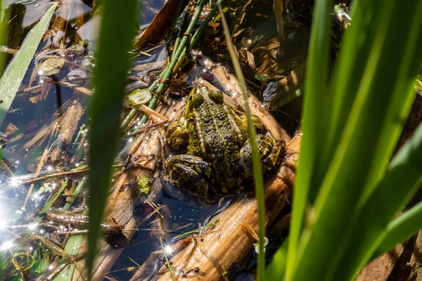 Žába Jezírku — Stock fotografie