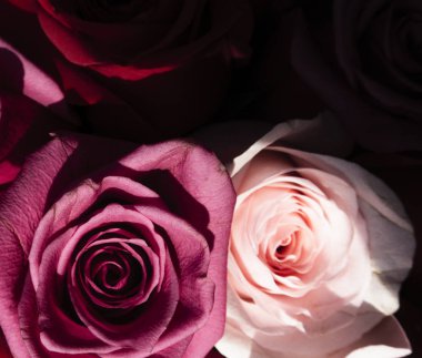 Red and pink roses. Floral background. Flowers closeup. Wediding and valentine. The rose petals