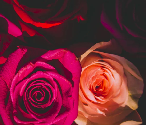 Red and pink roses. Floral background. Flowers closeup. Wediding and valentine. The rose petals