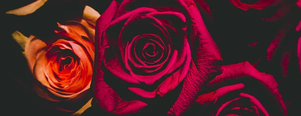 Červené Růžové Růže Květinové Pozadí Květiny Zblízka Svatba Valentýn Okvětní — Stock fotografie
