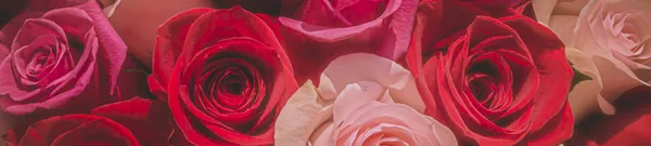 Red and pink roses. Floral background. Flowers closeup. Wediding and valentine. The rose petals.