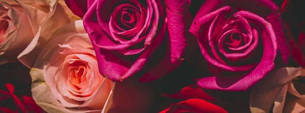 Red and pink roses. Floral background. Flowers closeup. Wediding and valentine. The rose petals.