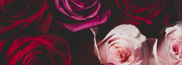 Red and pink roses. Floral background. Flowers closeup. Wediding and valentine. The rose petals.