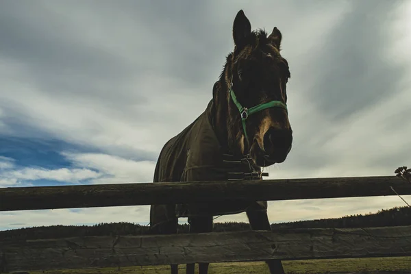 Retrato Belo Cavalo Vermelho Primavera — Fotografia de Stock