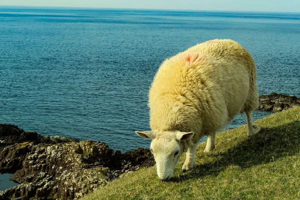 Una Bandada Ovejas Blackface Escocesas Ewes Una Sola Carretera Pista — Foto de Stock