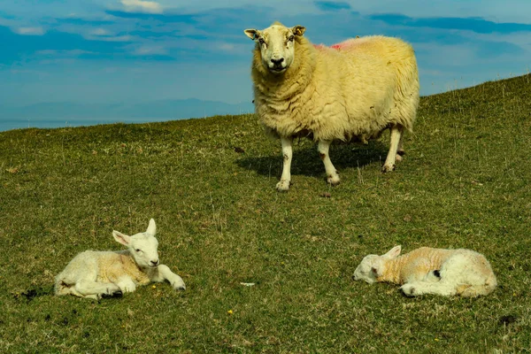 Una Bandada Ovejas Blackface Escocesas Ewes Una Sola Carretera Pista — Foto de Stock