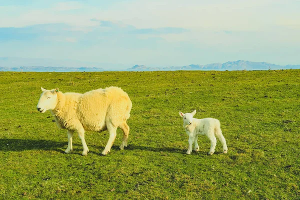 Una Bandada Ovejas Blackface Escocesas Ewes Una Sola Carretera Pista — Foto de Stock