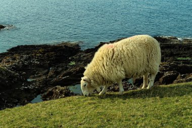 Bir İskoç Kara Yüz koyun sürüsü, Ewes Skye Adası 'nın batı kıyısında tek bir patika yolu üzerinde. İskoçya İngiltere. Tipik İskoç adası sahnesi. Yatay, Peyzaj