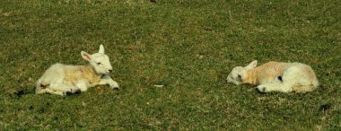 Bir İskoç Kara Yüz koyun sürüsü, Ewes Skye Adası 'nın batı kıyısında tek bir patika yolu üzerinde. İskoçya İngiltere. Tipik İskoç adası sahnesi. Yatay, Peyzaj