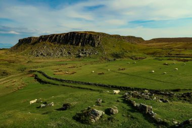 Bir İskoç Kara Yüz koyun sürüsü, Ewes Skye Adası 'nın batı kıyısında tek bir patika yolu üzerinde. İskoçya İngiltere. Tipik İskoç adası sahnesi. Yatay, Peyzaj